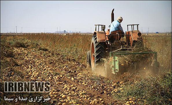 آغاز برداشت سیب زمینی در شهرستان بروجن