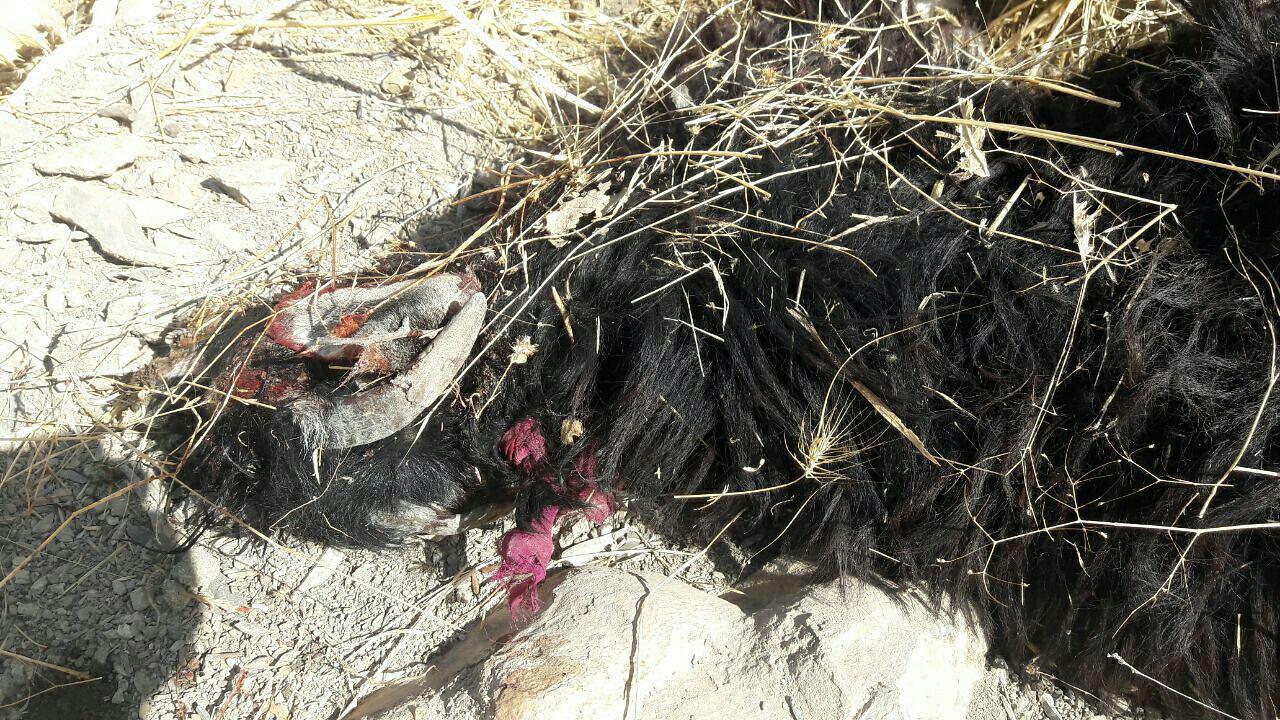 تلف شدن 30 راس گوسفند و بز براثر حمله گرگ در ثلاث باباجانی