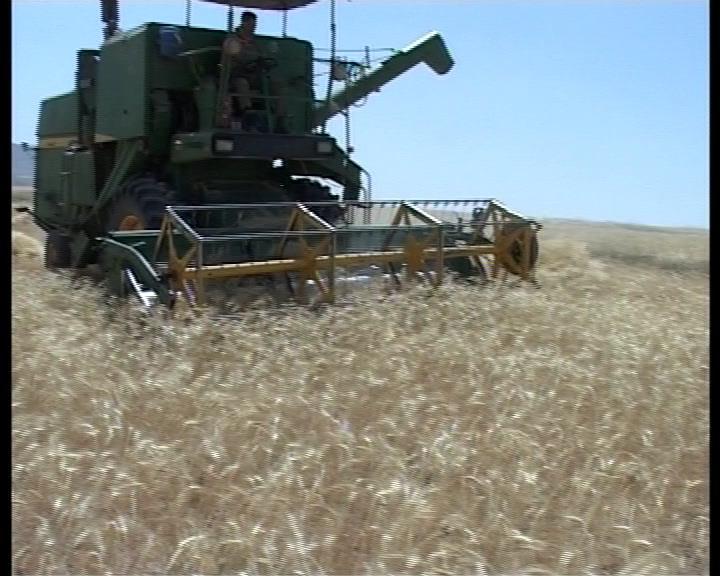 پرداخت 266 میلیارد تومان به گندم کاران زنجانی پرداخت 266 میلیارد تومان به گندم کاران زنجانی