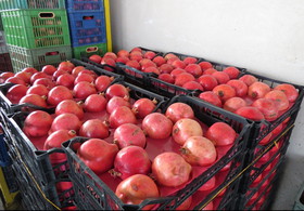 صادرات اولین محموله انار نی ریز