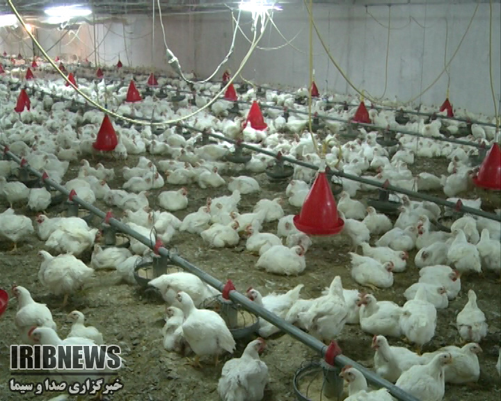 بیمه تکمیلی ویژه جوجه های یک روزه مرغداری های چهارمحال و بختیاری