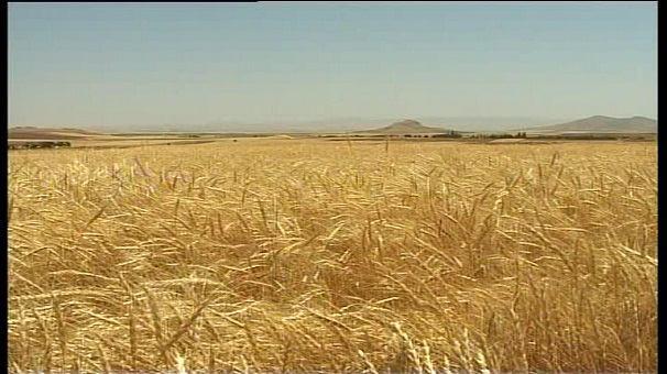 پرداخت کامل مطالبات گندمکاران زنجانی پرداخت کامل مطالبات گندمکاران زنجانی