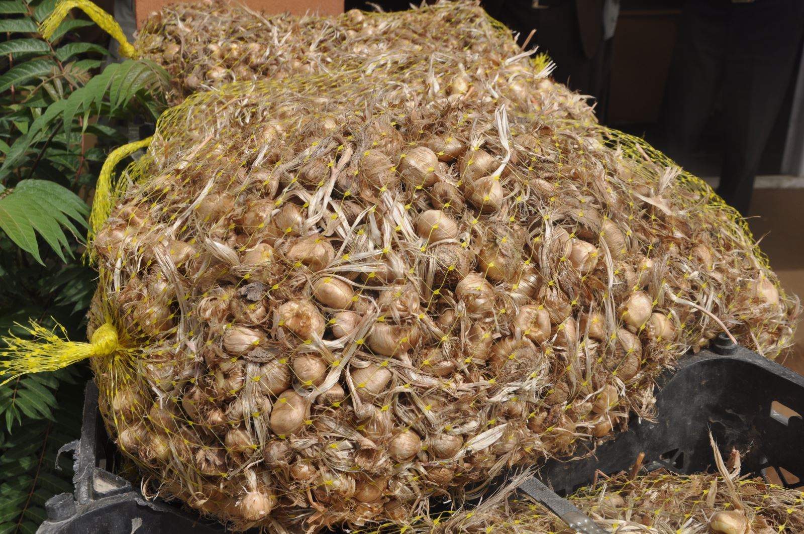 کشف 5 تن پیاز زعفران قاچاق در فردوس