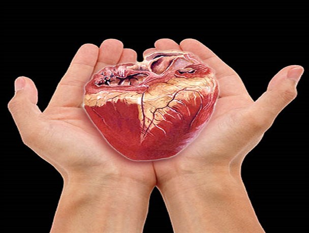 زندگی دوباره با اهدا عضو زندگی دوباره با اهدا عضو