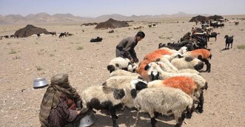 تولید 13 هزار تن فرآورده دامی با تلاش عشایر