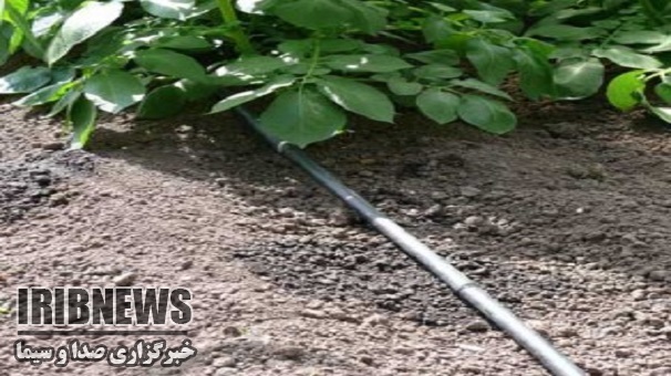 رغبت کشاورزان زنجانی به آبیاری موضعی
