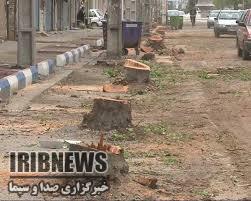 ادارات بیرجند رکورد دار قطع درختان شهر