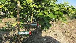 تولید 436هزار اصله نهال شناسه دار در چهارمحال و بختیاری