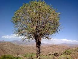 اجرای طرح نجات درختان بنه در فراشبند اجرای طرح نجات درختان بنه در فراشبند