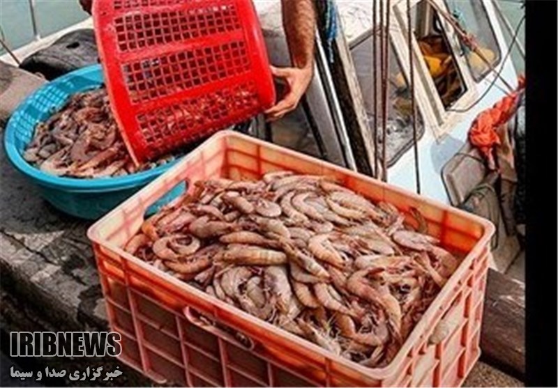 ممنوعیت صید میگوی سفید در آبهای خوزستان