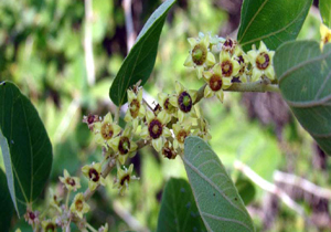 گلدهی درختان کُنار در هرمزگان