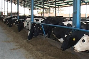 تولید شیر در برخوار + فیلم تولید شیر در برخوار + فیلم