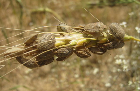مبارزه با آفت سن گندم در فارس مبارزه با آفت سن گندم در فارس