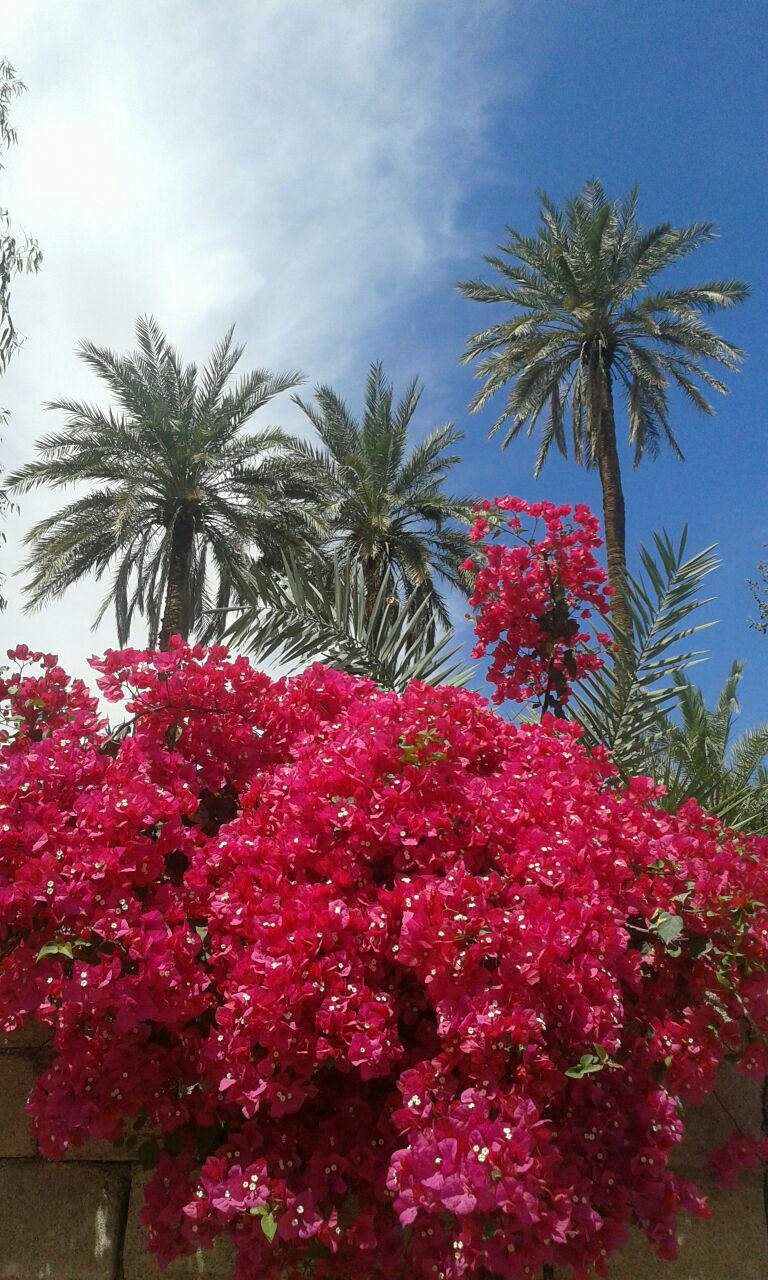 بهار شهداد
