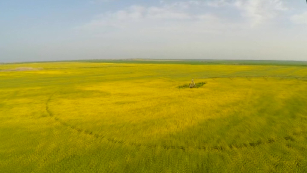 افزایش 60 درصدی کشت کلزا در پارس آباد