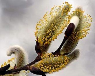 بهار و عطر بیدمشک در ارومیه