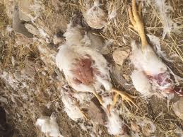 رها کردن لاشه های مرغ تلف شده در حصار خروان !