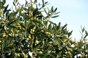 کاشت زیتون در ۸۰۰ هکتاراز مراتع استان کاشت زیتون در ۸۰۰ هکتاراز مراتع استان