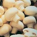 پیش بینی تولید بیش از 100 هزار تن قارچ خوراکی در خراسان رضوی