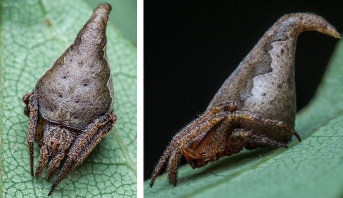 گونه هاي جانوري جديد کشف شده در سال 2017