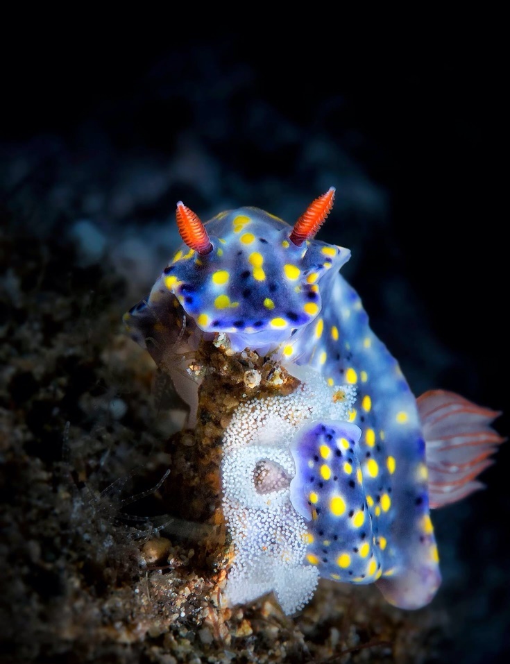 کشف گونه هاي جانوري جديد در اعماق دریاها و جنگل ها