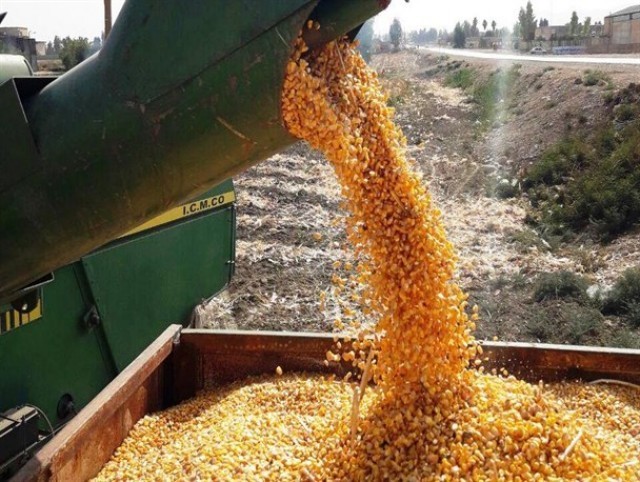 برداشت ذرت دانه‌ای از مزارع داراب