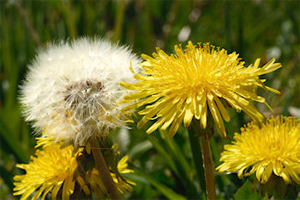 تأثیرات شگفت‌انگیز ۶ گیاه در مبارزه با سرطان