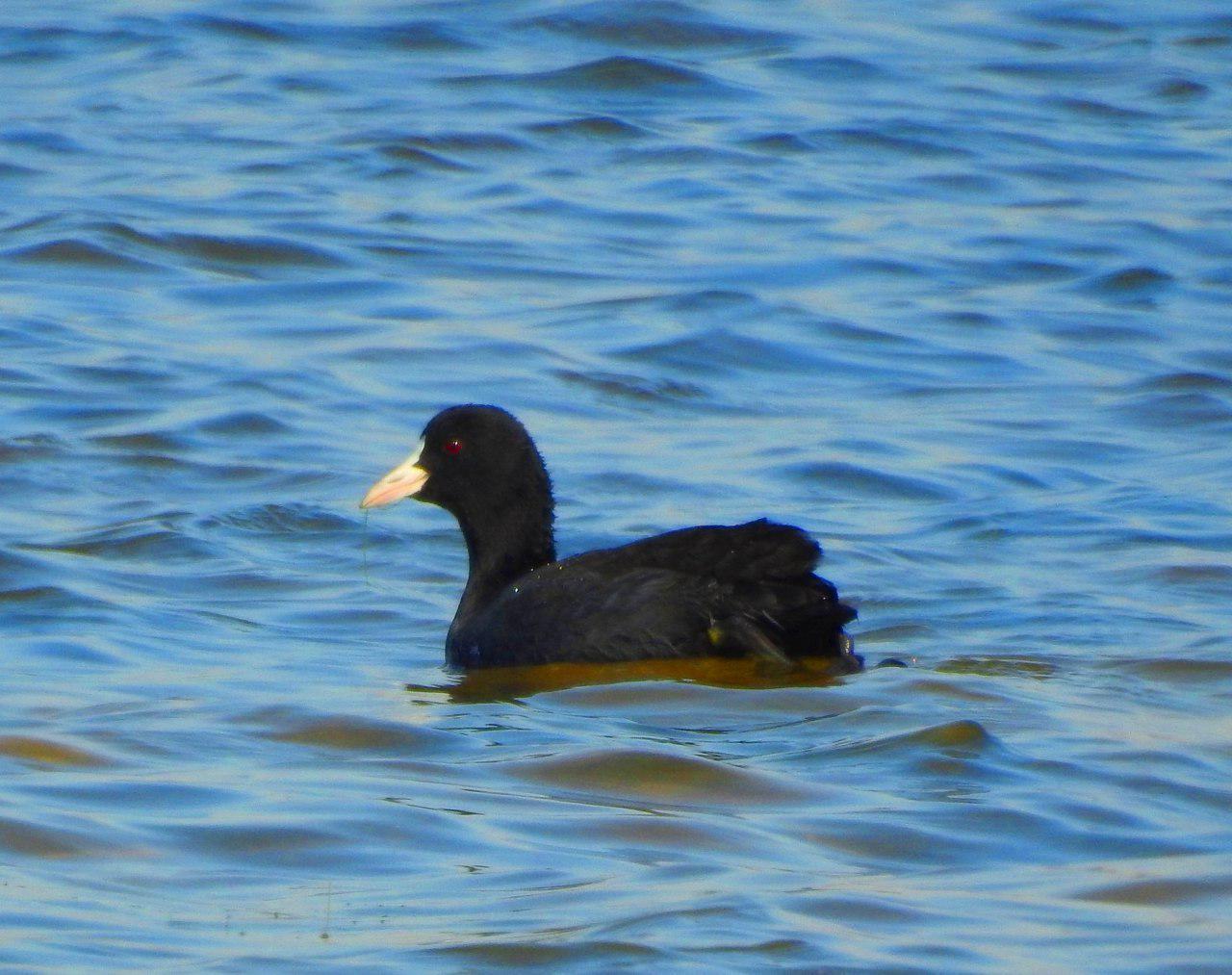 گزارش مکتوب...بازگشت پرندگان مهاجر به تالاب هویزه