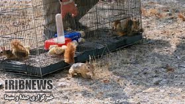 رها سازی سنجابک ها در دل طبیعت