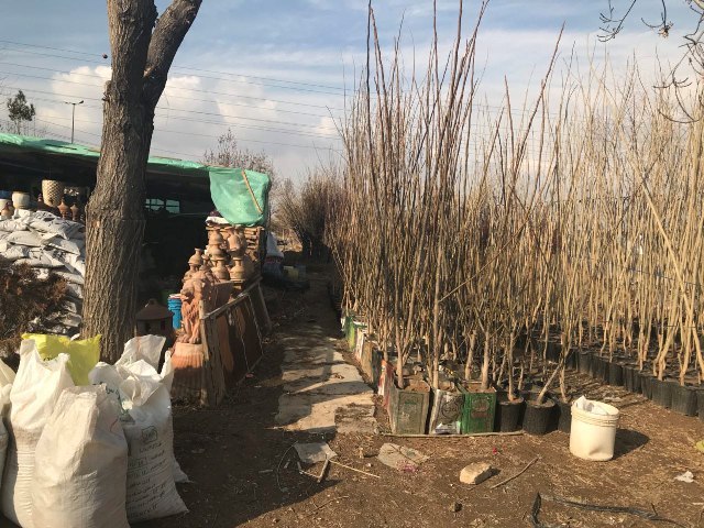 اجرای طرح انضباط شهری در بلوار دکتر حکیم زاده اجرای طرح انضباط شهری در بلوار دکتر حکیم زاده