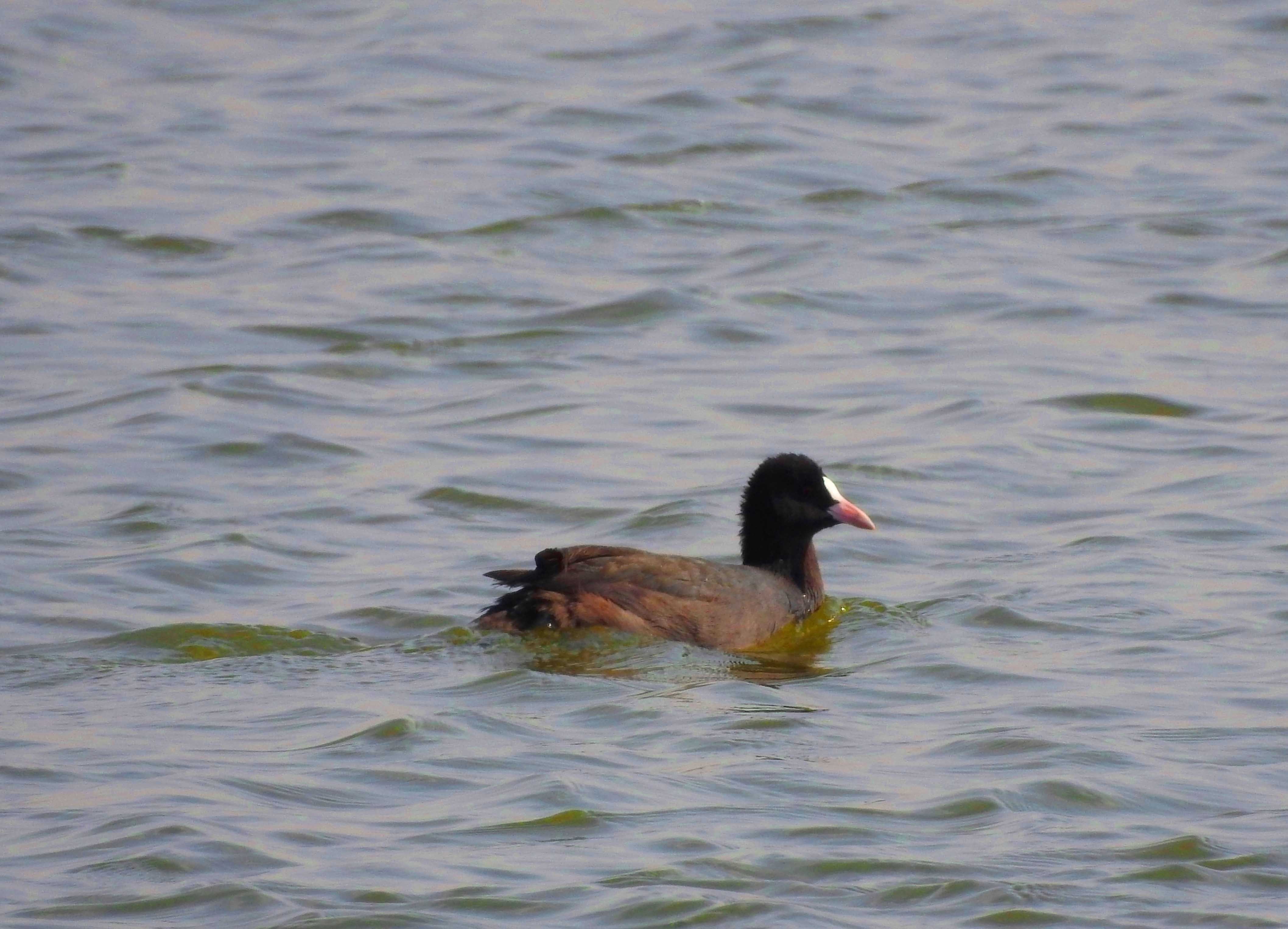 گزارش مکتوب...بازگشت پرندگان مهاجر به تالاب هویزه