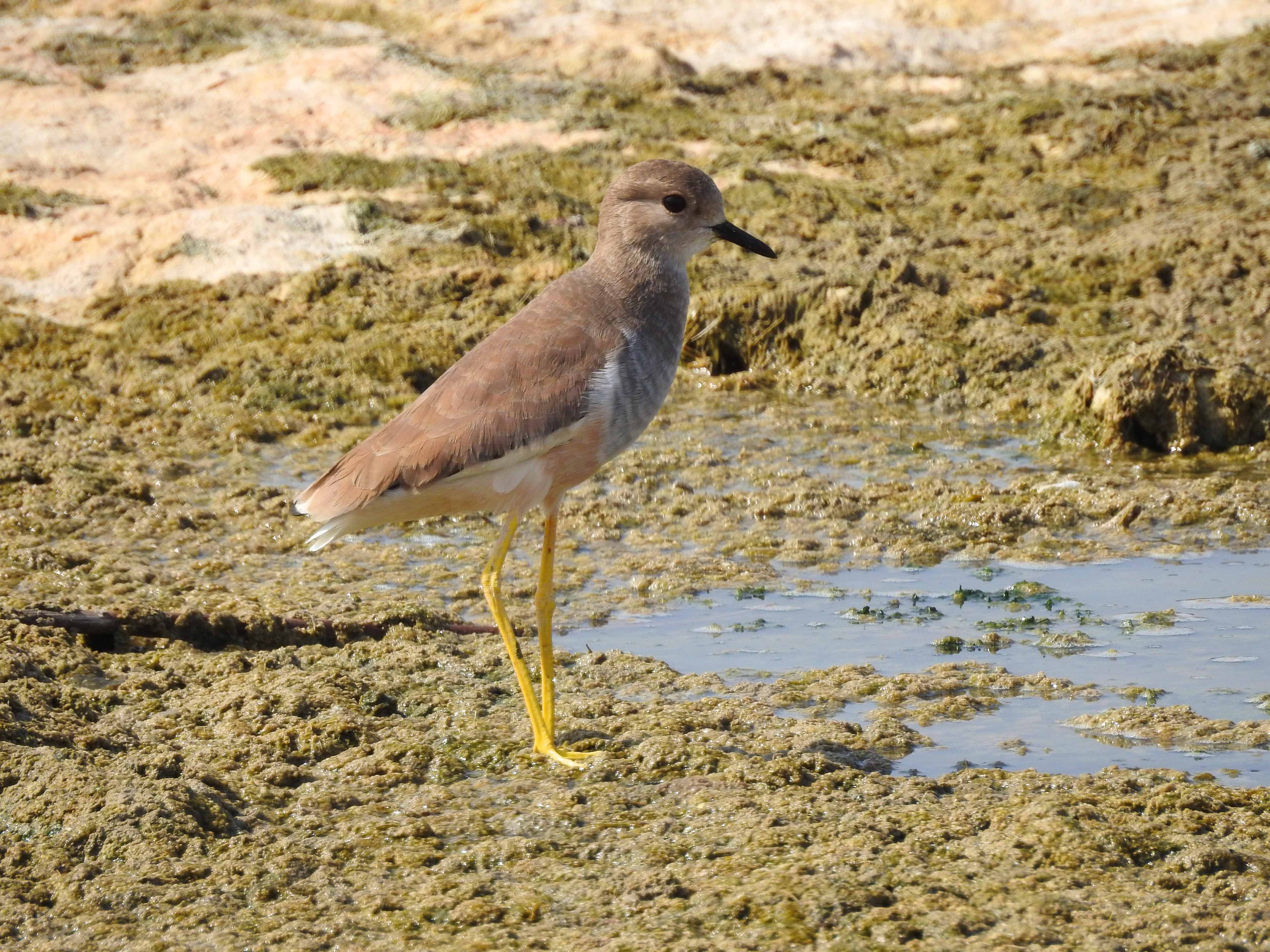 گزارش مکتوب...بازگشت پرندگان مهاجر به تالاب هویزه