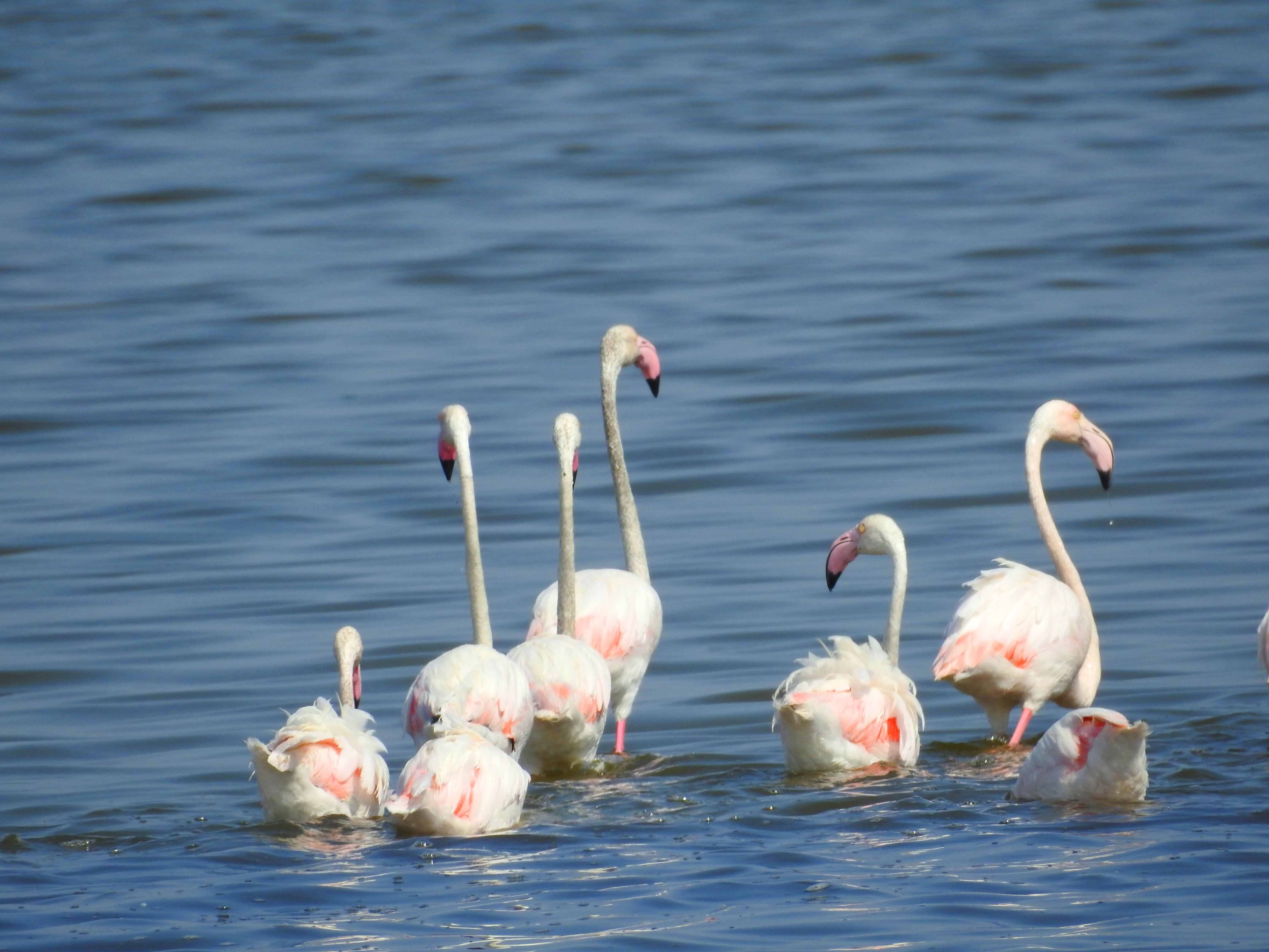 گزارش مکتوب...بازگشت پرندگان مهاجر به تالاب هویزه