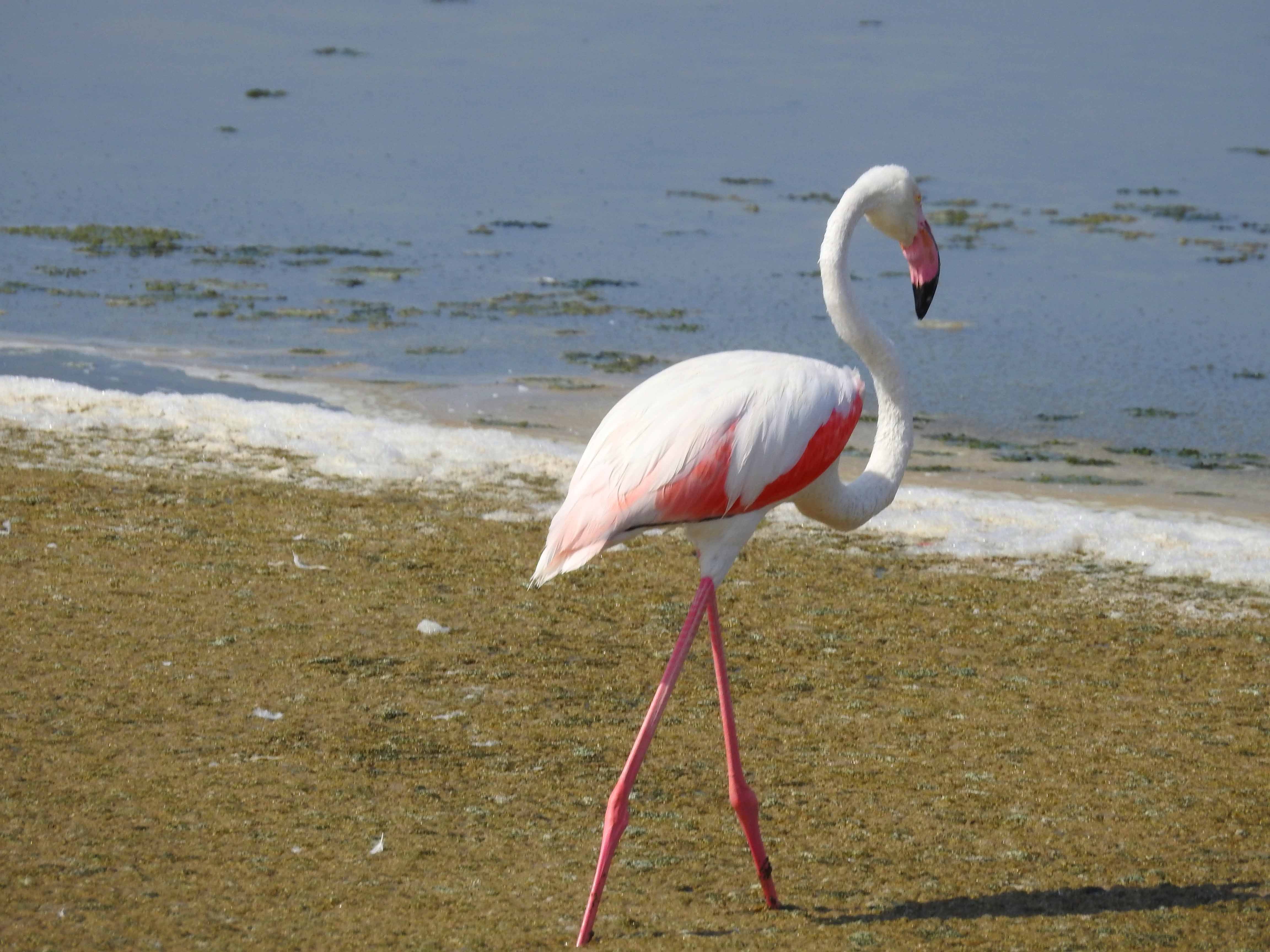 گزارش مکتوب...بازگشت پرندگان مهاجر به تالاب هویزه