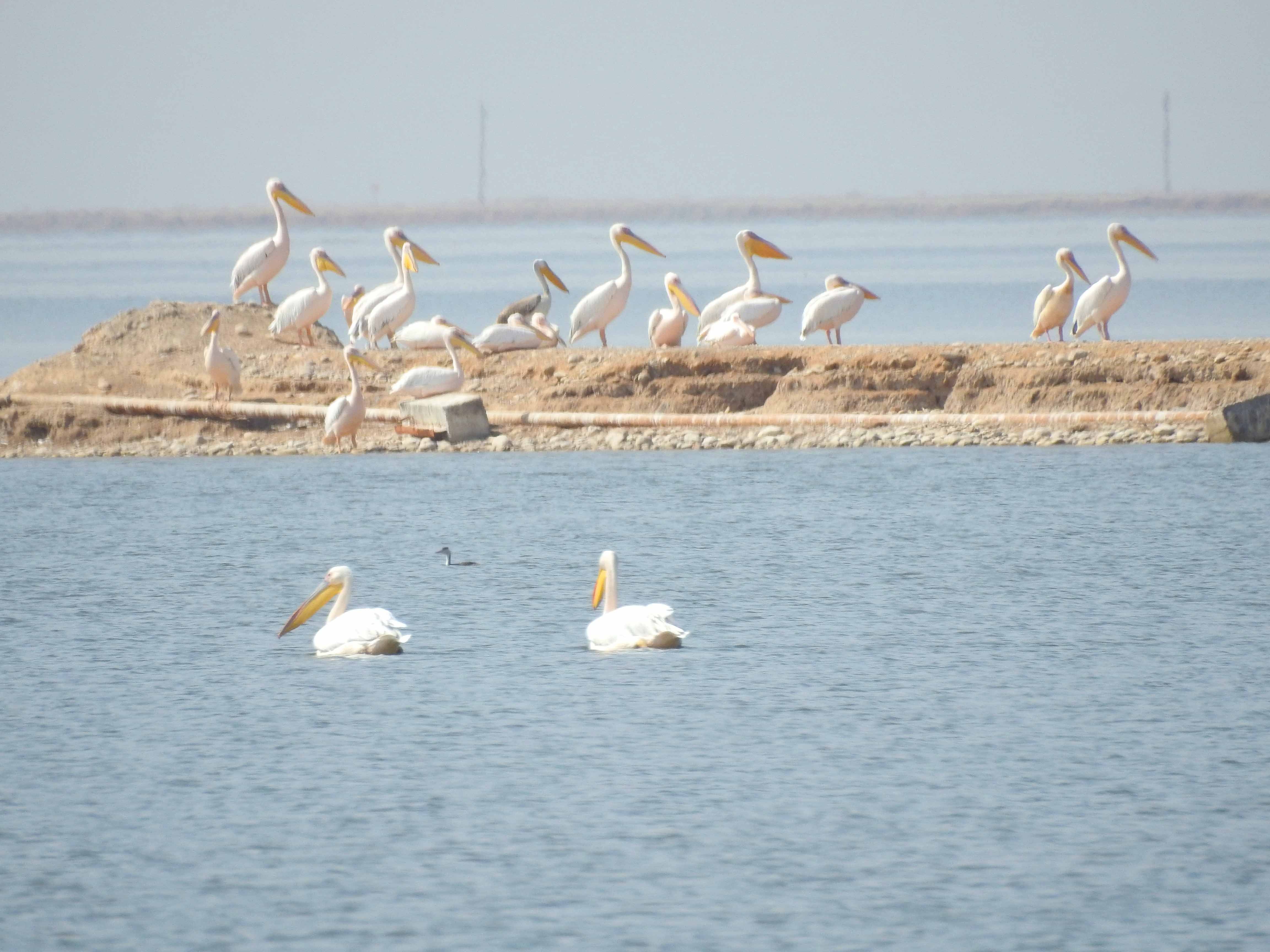 گزارش مکتوب...بازگشت پرندگان مهاجر به تالاب هویزه