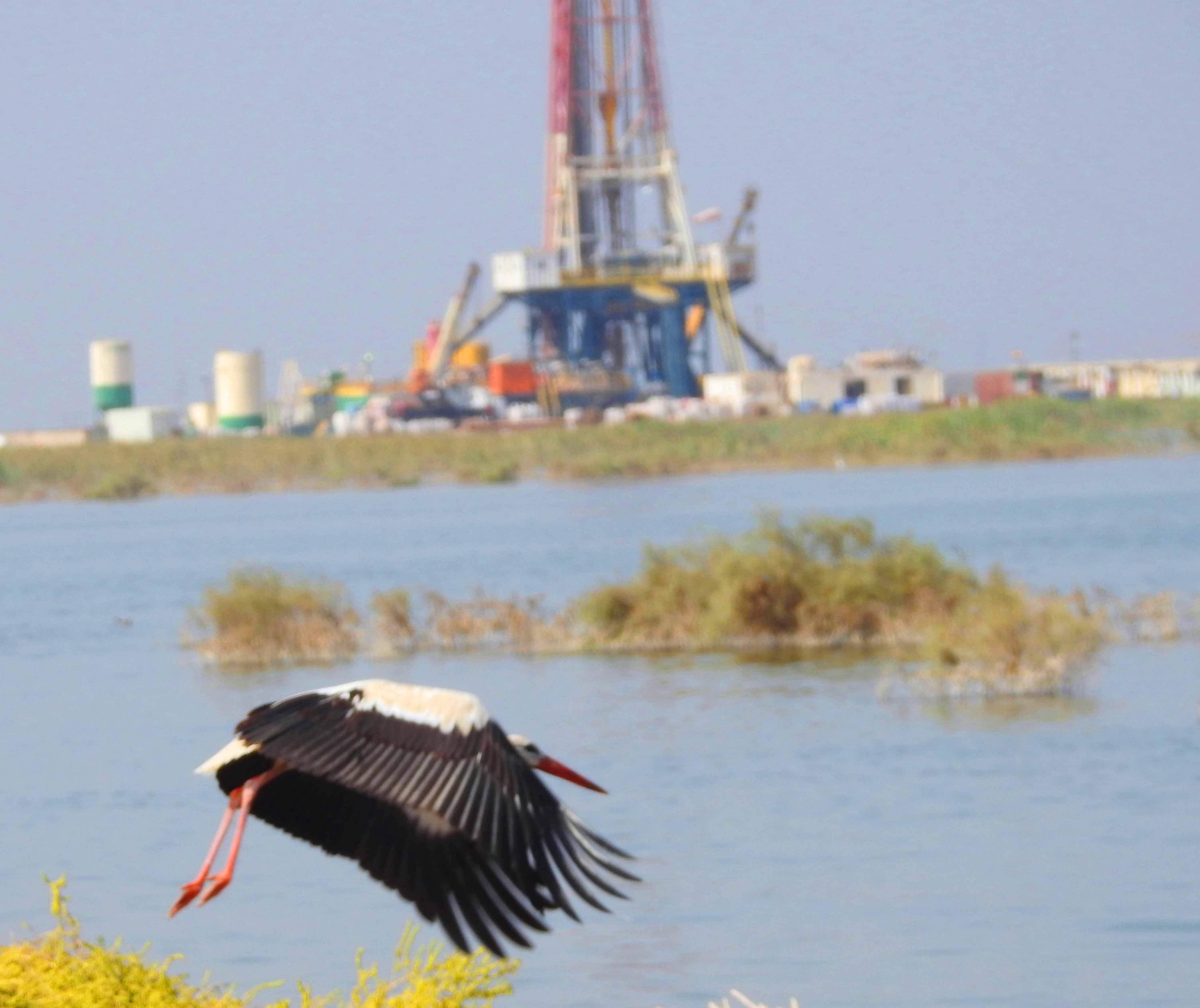 گزارش مکتوب...بازگشت پرندگان مهاجر به تالاب هویزه