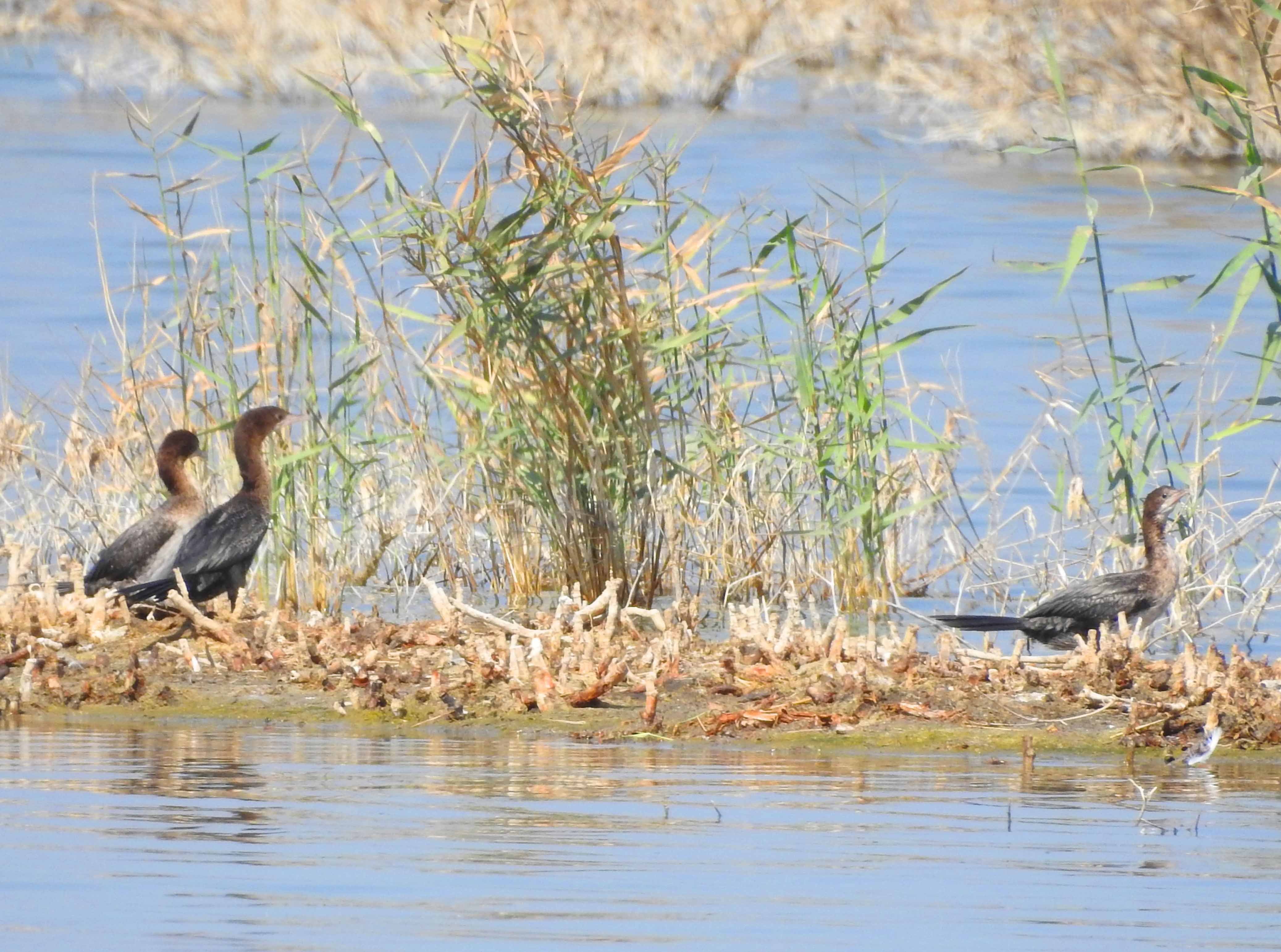 گزارش مکتوب...بازگشت پرندگان مهاجر به تالاب هویزه