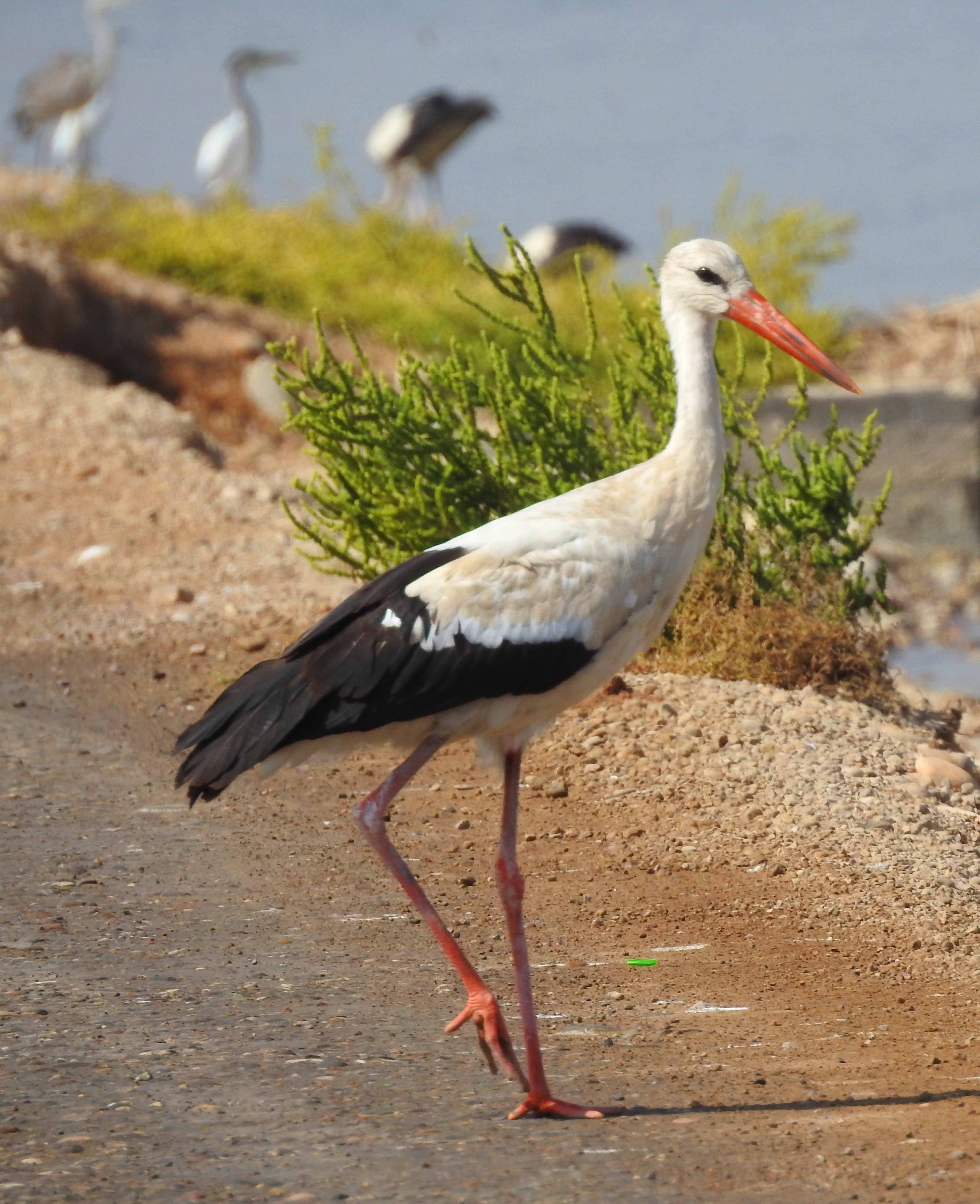 گزارش مکتوب...بازگشت پرندگان مهاجر به تالاب هویزه