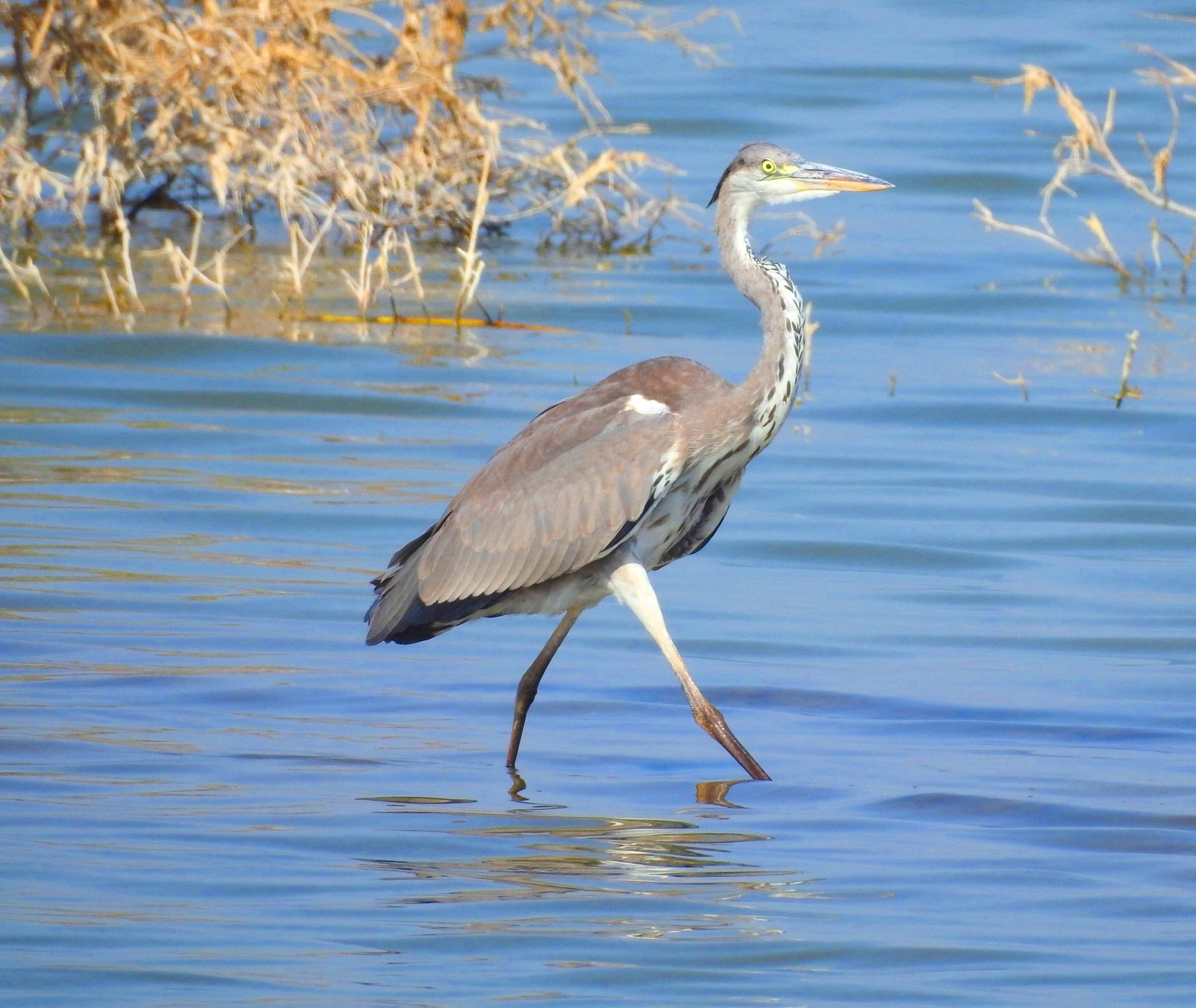 گزارش مکتوب...بازگشت پرندگان مهاجر به تالاب هویزه