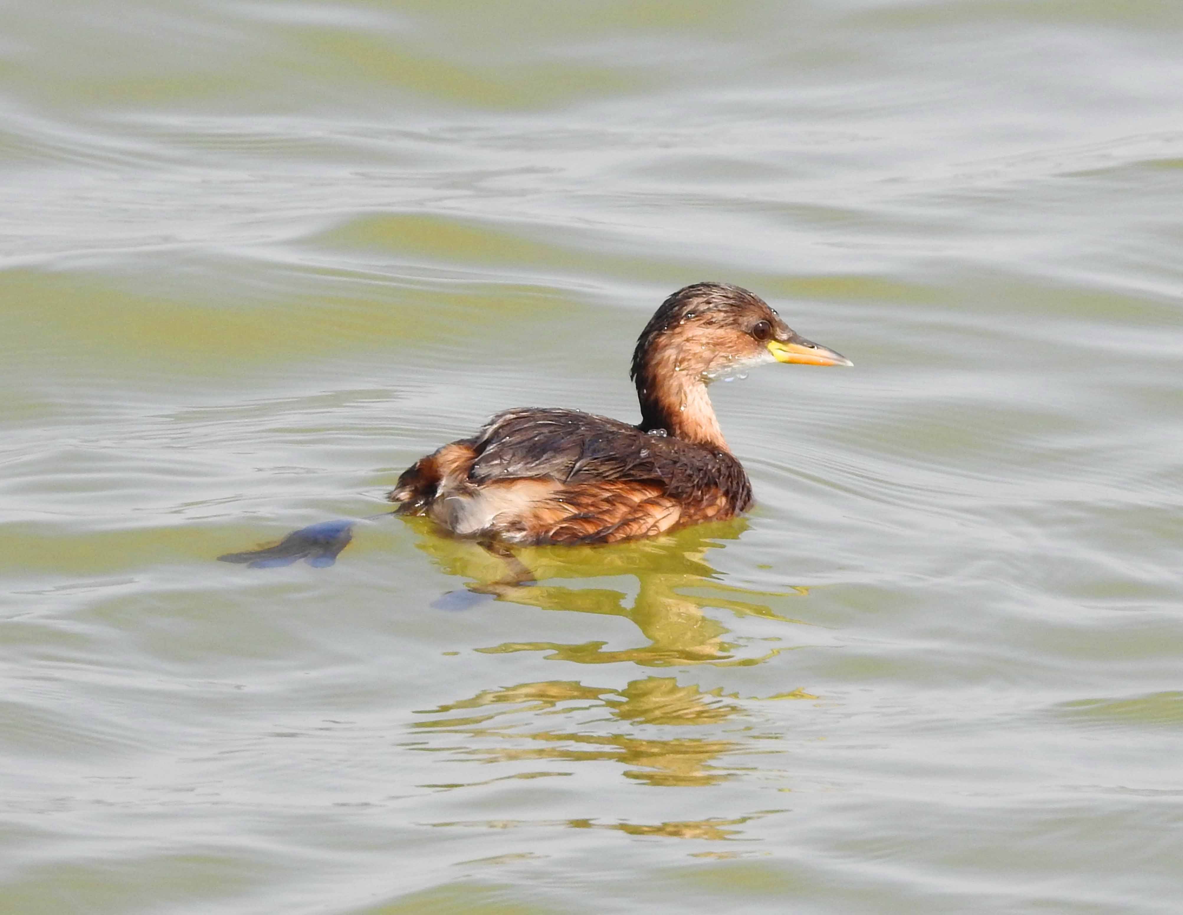 گزارش مکتوب...بازگشت پرندگان مهاجر به تالاب هویزه