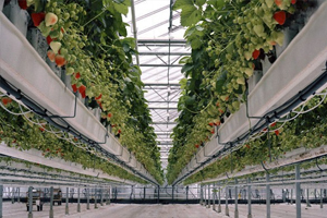 ارسال سالانه بیش از 12 هزار تن محصول گلخانه ای