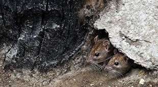 آمار موش های پایتخت زیر دو میلیون گزارش شده است