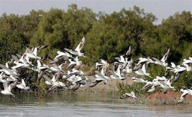 گزارش مکتوب؛ جنگل&zwnj;های حرا؛آب شیرین کن طبیعی در آبهای هرمزگان