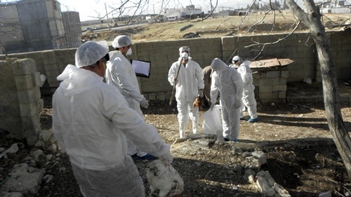 شناسایی دومین کانون آنفلوانزای فوق‌حاد پرندگان در استان