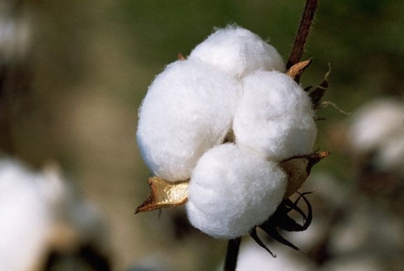 خرید تضمینی 874 تُن پنبه از کشاورزان خراسان شمالی