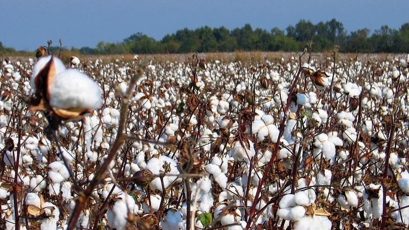 نبود مراکز خرید تضمینی در زرین دشت رشته پنبه کاران را پنبه کرد