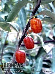 برای سلامت دستگاه گوارش خود سنجد بخورید