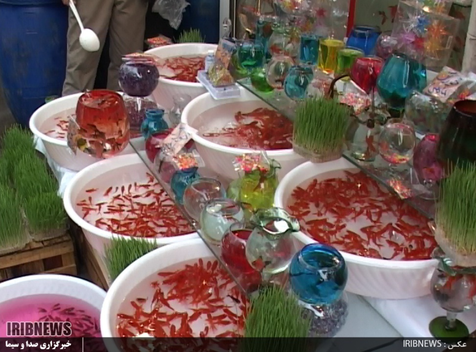 گزارش مکتوب...گیلان، قطب پرورش ماهی قرمز سفره هفت سین