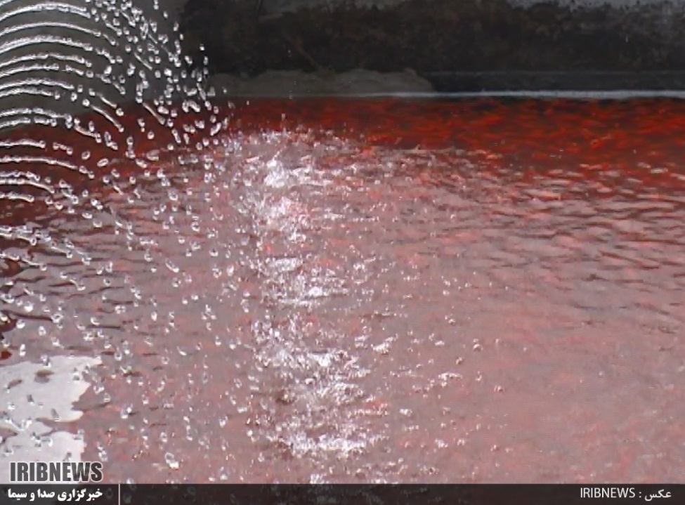 گزارش مکتوب...گیلان، قطب پرورش ماهی قرمز سفره هفت سین