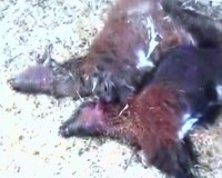 از دستگیری شکارچیان تا کشف جسد کودک از دستگیری شکارچیان تا کشف جسد کودک